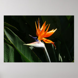 Poster Fleur tropicale orange d'oiseau de paradis