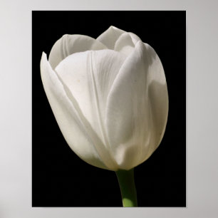 Poster Fleur Tulipe Blanche Au Soleil