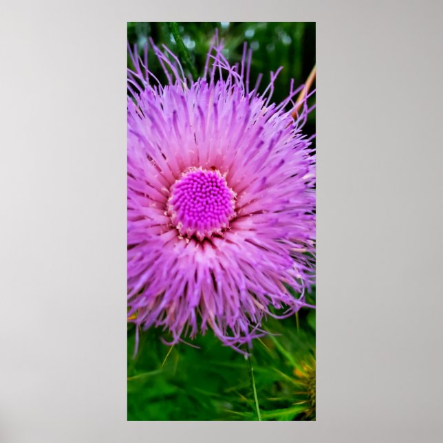Poster Fleur violet et rose (Devant)