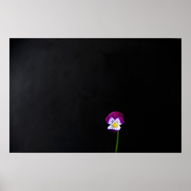 Poster Fleur violet wapcn (Devant)