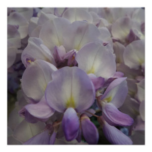 Poster Fleur violette 20" x 20", Papier d'affiche, Semi-b