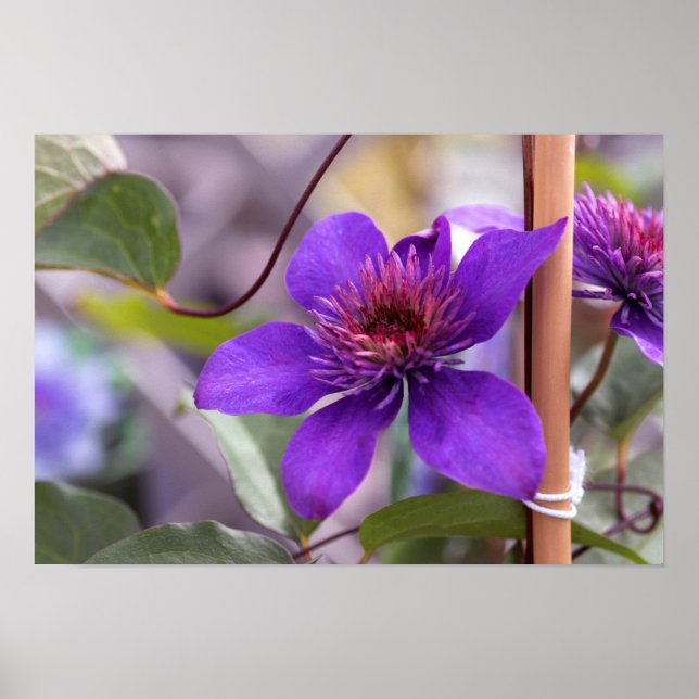 Poster Fleur violette Clematis (Devant)
