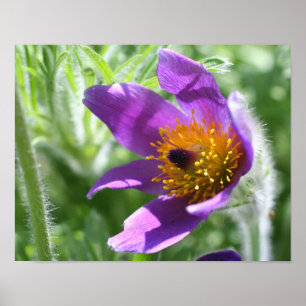 Poster Fleur violette Pasque Fermer