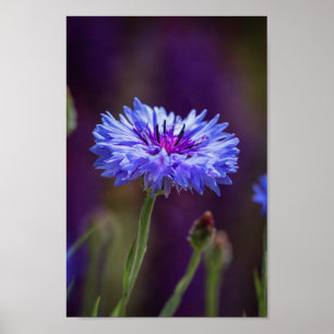Poster Fleur violette - Photographie de la fleur de macro