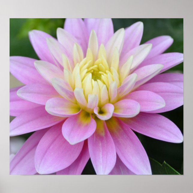 Poster Fleur Zen - Dahlia (Devant)