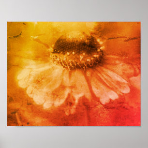 Poster Fleur Zinnia Daisy Soft À Sepia Vintage