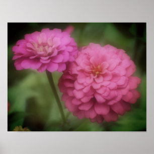 Poster Fleur Zinnia Rose En Fleur