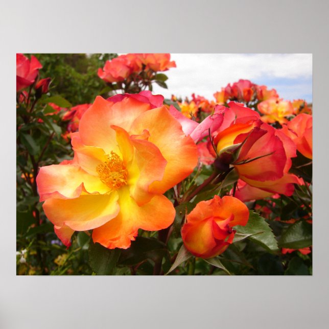 Poster fleuri Rose Fleurs orange jaune rose rouge (Devant)