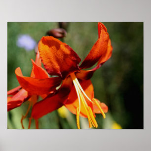 Poster Fleurie Orange Lily Flower