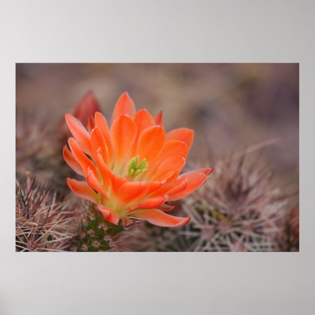 Poster Fleurir en orange (Devant)