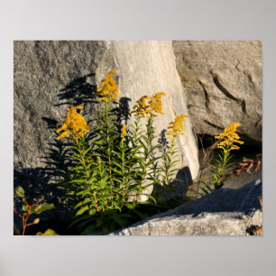 Poster Fleuron D'Or Et Ombres Nature