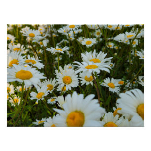 Poster Fleurs