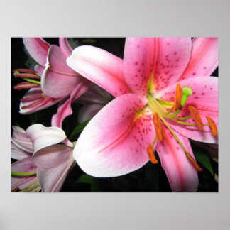 Poster Fleurs