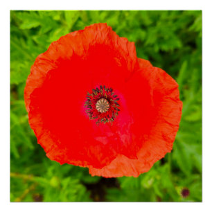 Poster Fleurs