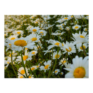 Poster Fleurs