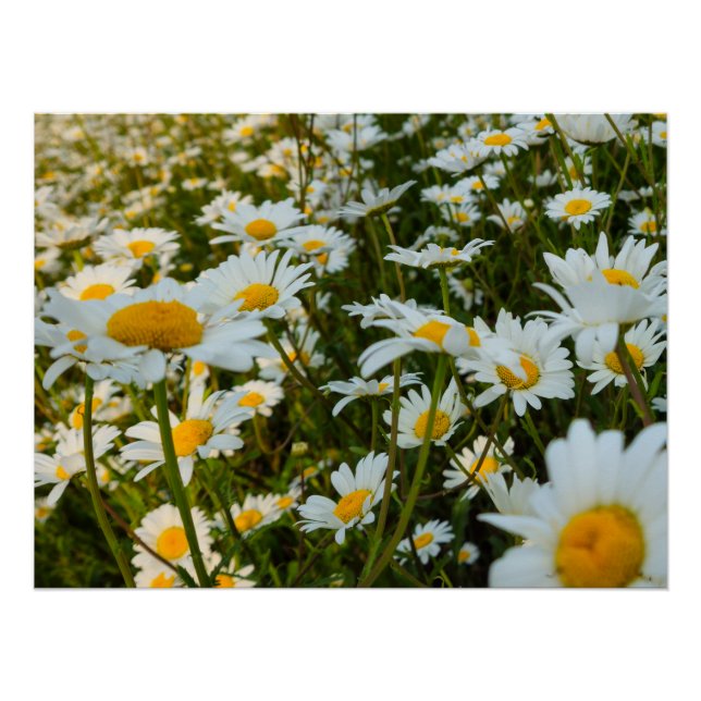 Poster Fleurs (Devant)