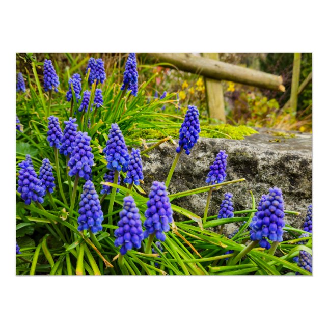 Poster Fleurs (Devant)