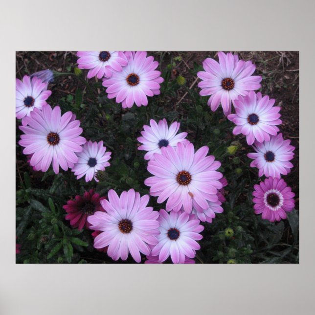 Poster Fleurs (Devant)