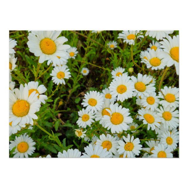 Poster Fleurs (Devant)