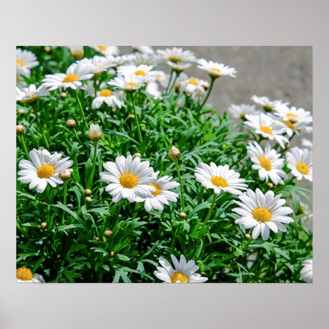 Poster Fleurs (Devant)