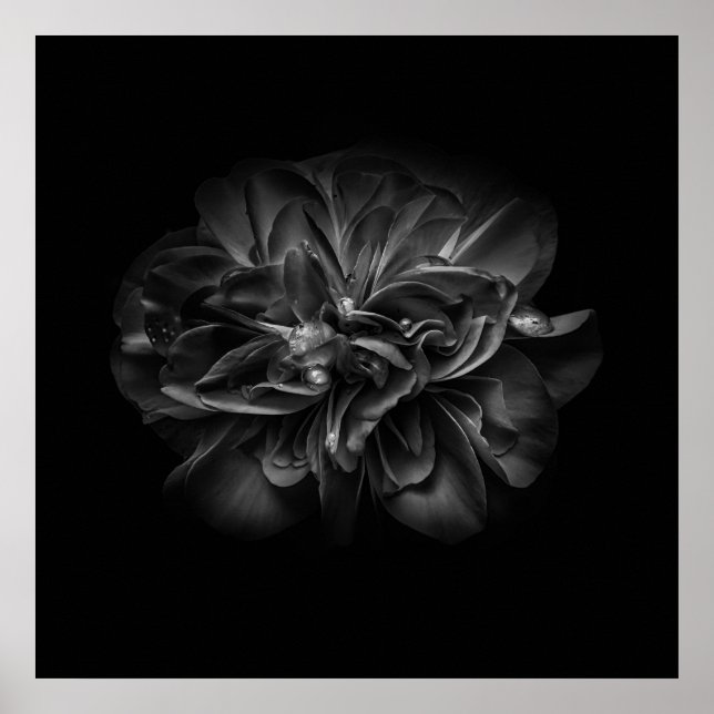Poster Fleurs 67 BW (Devant)