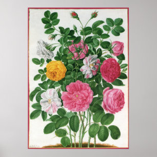 Poster Fleurs anciennes en fleurs, roses de jardin de pri