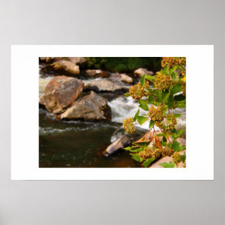 Poster fleurs au bord de la rivière