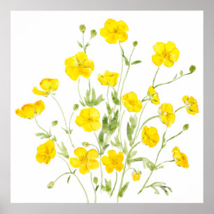 Poster fleurs beurres jaunes 2 aquarelle