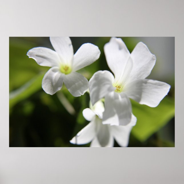 Poster Fleurs blanches (Devant)