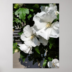Poster fleurs blanches accueillantes