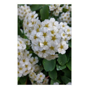 Poster Fleurs blanches brillantes