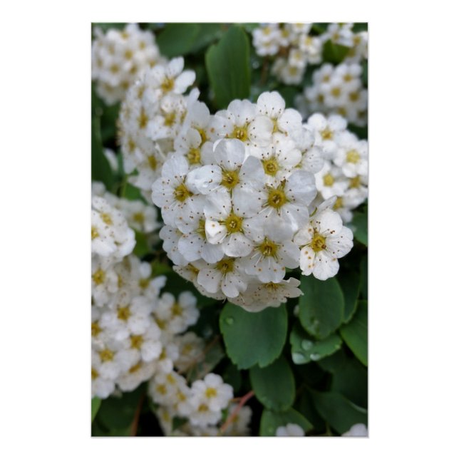 Poster Fleurs blanches brillantes (Devant)