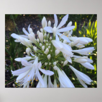 Poster Fleurs blanches d'Agapanthus