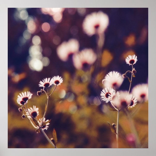 Poster Fleurs blanches dans Sunlight Purple Bokeh (Devant)