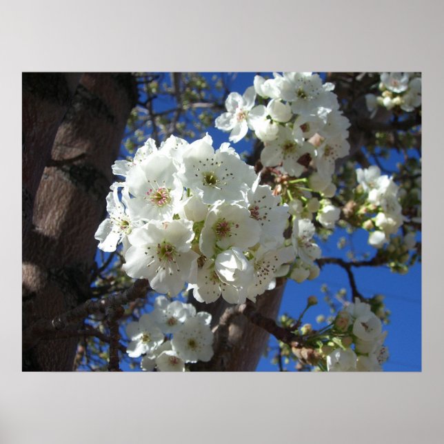 Poster Fleurs blanches I Poirier ornemental (Devant)