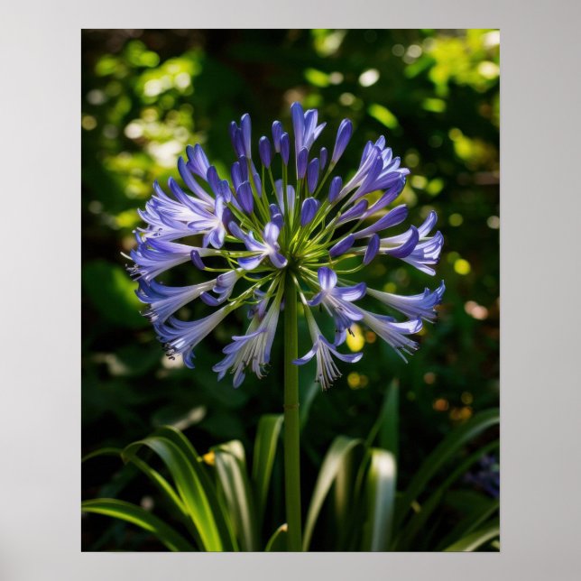 Poster Fleurs bleu Agapanthus (Devant)