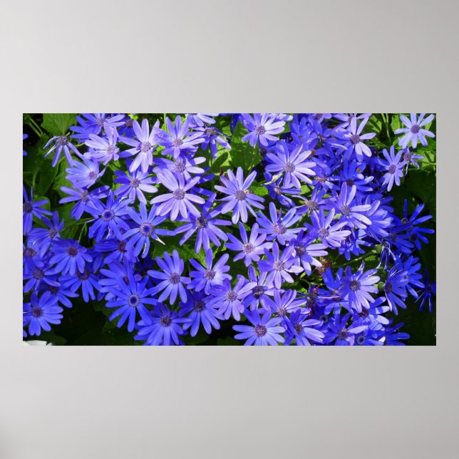 Poster Fleurs bleues à la marguerite Nature Photographie (Devant)