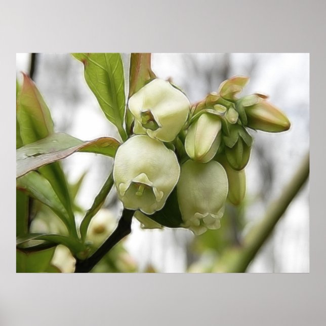 Poster Fleurs bleuets (Devant)