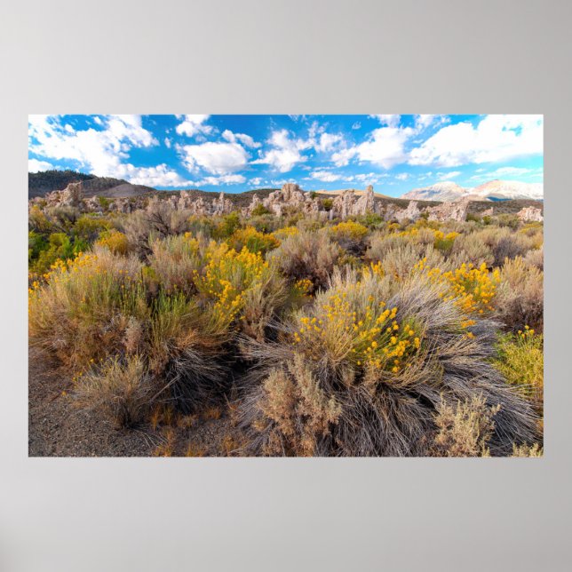 Poster Fleurs | Blooming Sagebrush Californie (Devant)