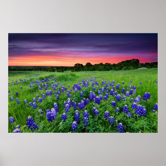 Poster Fleurs | Bluebonnets à Sunset Texas (Devant)