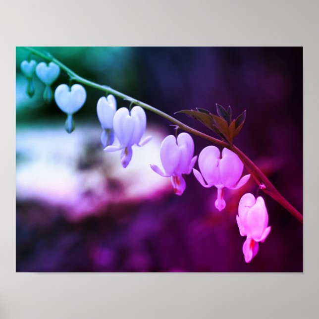 Poster Fleurs cardiaques à saignement blanc Couleurs Abst (Devant)