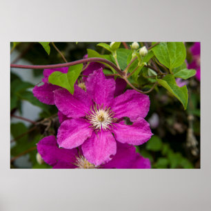 Poster Fleurs chez Robinette's Apple Haus & Gift Barn