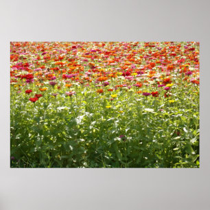 Poster Fleurs Colorées de Printemps