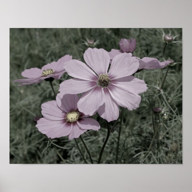 Poster Fleurs Cosmos rose Vintage Couleur partielle (Devant)