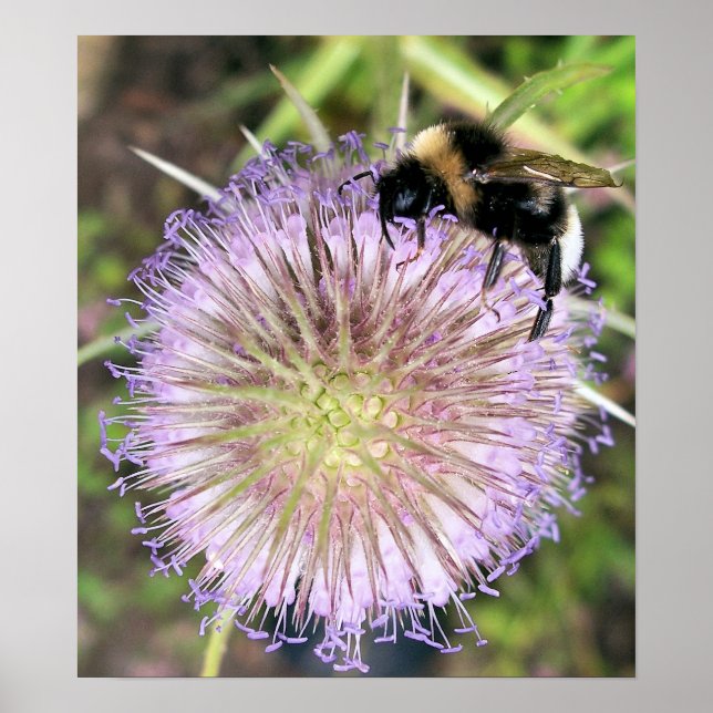 POSTER FLEURS D'ABEE ET DE TEASEL (Devant)