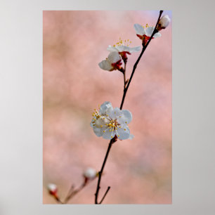 Poster Fleurs d'abricot japonaises attrayantes