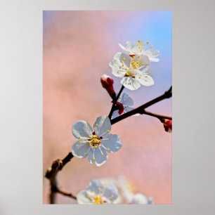 Poster Fleurs d'abricot japonaises blanches classiques