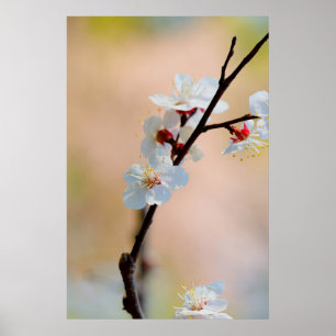Poster Fleurs d'abricot japonaises exquises