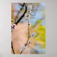 Fleurs d'abricot japonaises majestueuses