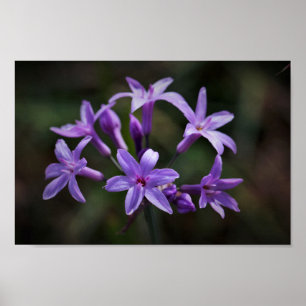 Poster Fleurs d'ail rose violet sauvage Floral